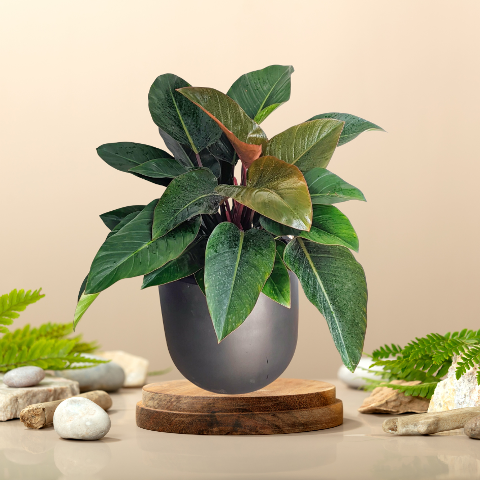 Cây Trầu Bà Đế Vương Đỏ